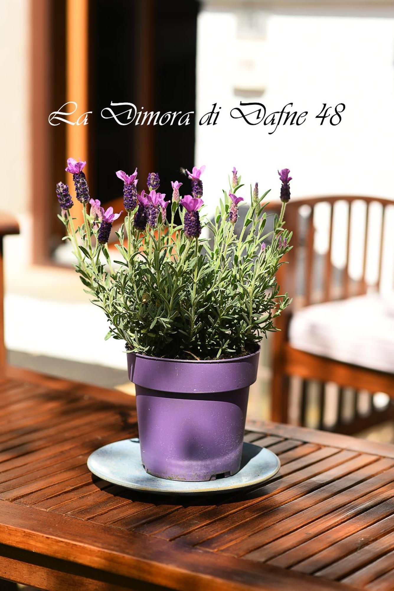 MonzunoLa Dimora Di Dafne 48公寓 外观 照片